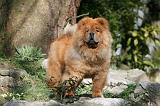 CHOW CHOW 637